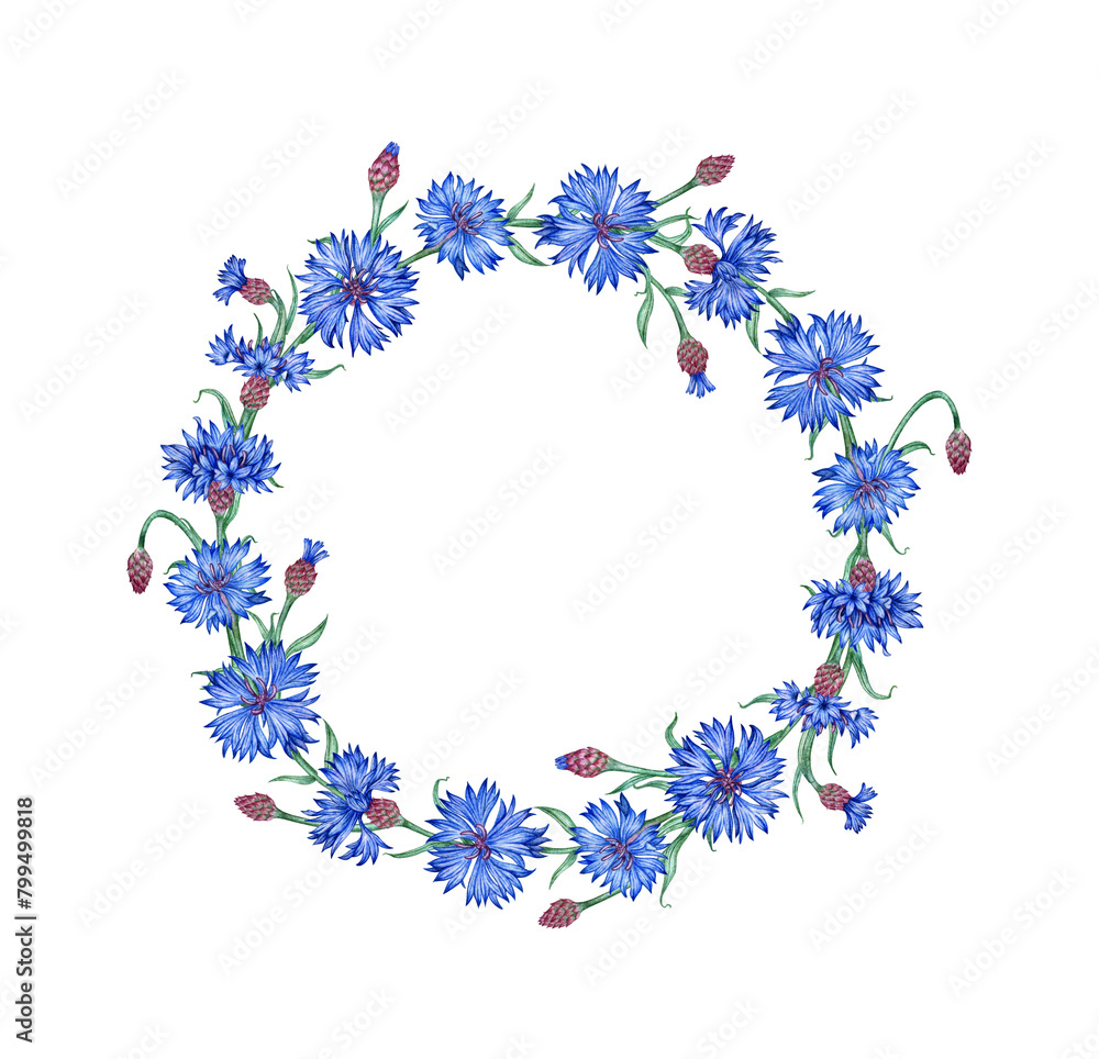 Cornflower blue simple wreath of blue flowers watercolor illustration. Botanical composition element isolated from background. Suitable for cosmetics, aromatherapy, medicine, treatment, care, design,