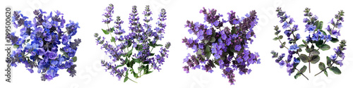 Catmint Flowers Top View Hyperrealistic Highly Detailed Isolated On Transparent Background Png File