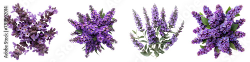 Butterfly Bush Flowers Top View Hyperrealistic Highly Detailed Isolated On Transparent Background Png File