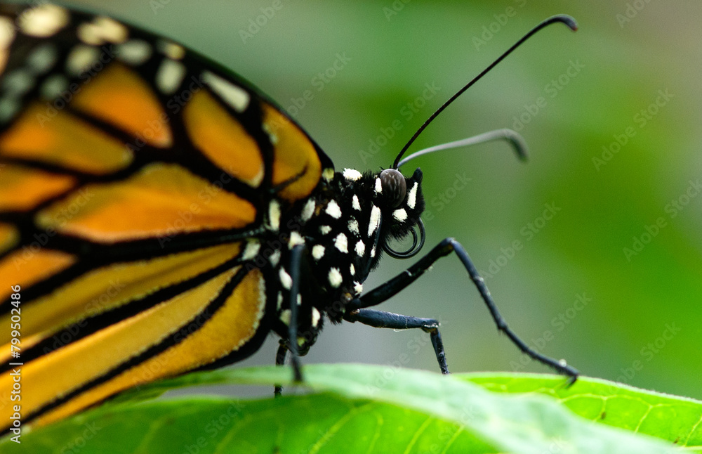 The Monarch Butterfly close up The Monarch Butterfly close up