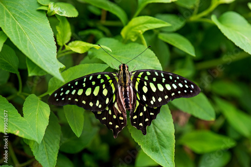 Green spotted triangle butterfly
