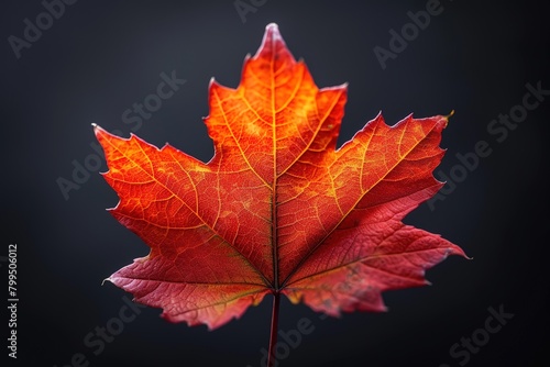 Autumn maple leaf