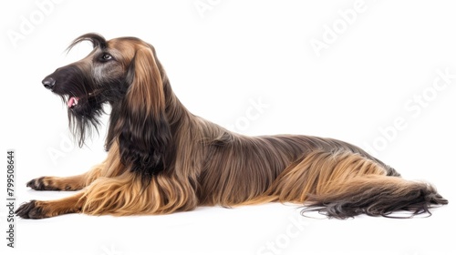 A beautiful and glossy black and tan long-haired dog lying down gracefully against a pure white background photo