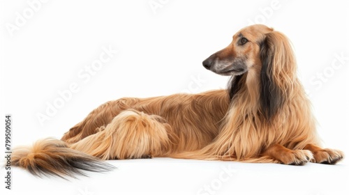 An Afghan Hound lying gracefully, its golden silky coat spread out, reflecting its calm and luxurious nature