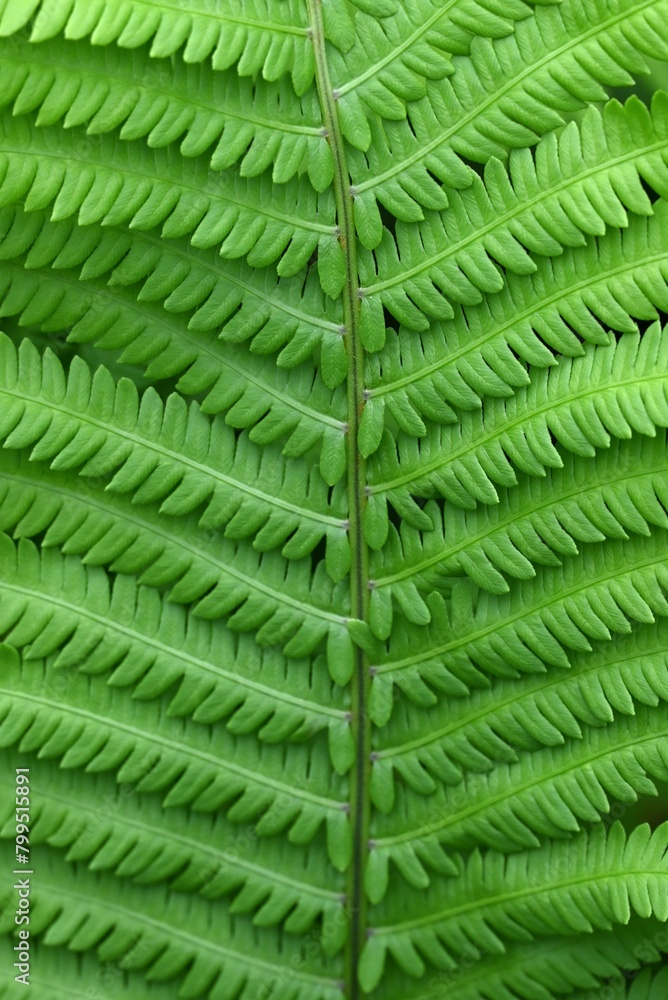 Ostrich fern ( Matteuccia struthiopteris ) leaves. Onocleaceae perennial fern.The young shoots are a wild vegetable. Ostrich fern ( Matteuccia struthiopteris ) leaves. Onocleaceae perennial fern.The young shoots are a wild vegetable.