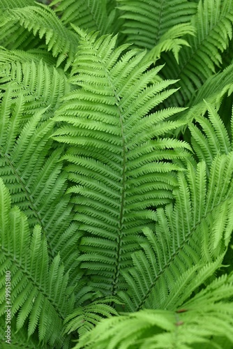 Ostrich fern   Matteuccia struthiopteris   leaves. Onocleaceae perennial fern.The young shoots are a wild vegetable.