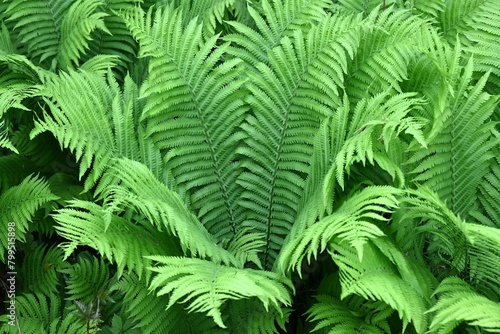 Ostrich fern   Matteuccia struthiopteris   leaves. Onocleaceae perennial fern.The young shoots are a wild vegetable.