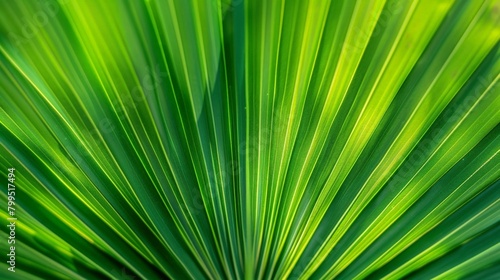 Close Up of Green Palm Leaf with Blurry Background