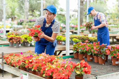 Female horticultural store employee puts in order showcase with flowering outdoor plants impatients walleriana. Girl seller in blue jumpsuit puts on shelf best specimens of flowers in pots © JackF