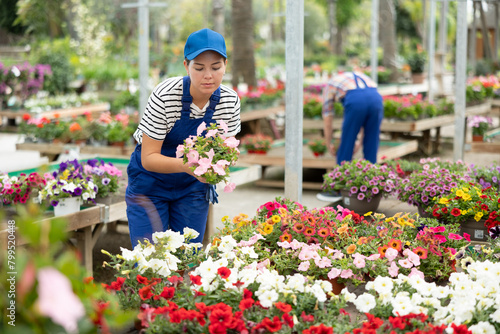 Female horticultural store employee puts in order showcase with flowering outdoor plants petunia atkinsiana. Girl seller in blue jumpsuit puts on shelf best specimens of flowers in pots