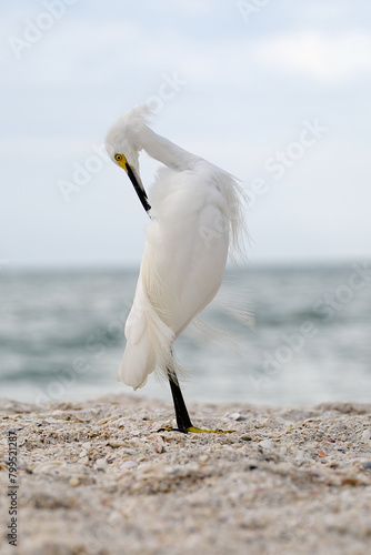 Egret by the ocean