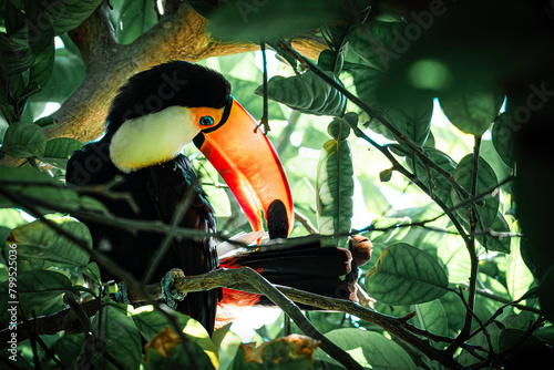 toucan on a tree (ID: 799525036)
