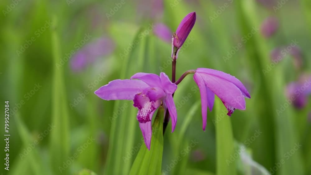 Tokyo, Japan - April 29, 2024: Closeup of urn orchid flowers Tokyo, Japan - April 29, 2024: Closeup of urn orchid flowers