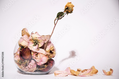 Dried Boquete