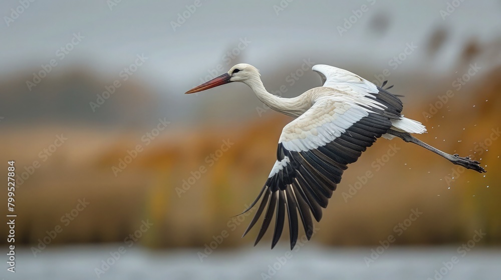 Obraz premium A stork gracefully gliding over a vast wetland, its long neck stretched out as it scans the marshes for signs of movement.