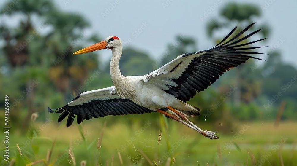 Obraz premium A stork gracefully gliding over a vast wetland, its long neck stretched out as it scans the marshes for signs of movement.