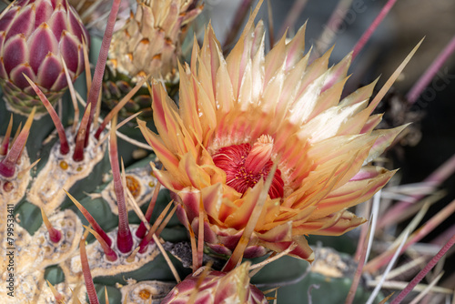 close up of a cactus (ID: 799533411)