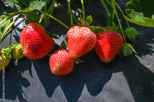 Ripe strawberries on the field. Strawberry plantation under nylon. Strawberry growing under black plastic sheets. Agriculture.