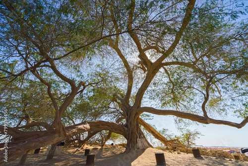 Photography Panoramic view of the branches and foliage of the Tree of life, acacia located i