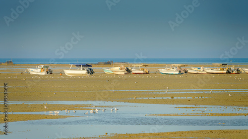 Panoramic view of shoal with lots of seagulls and seabirds, in the background there are boats stranded, next to fortress of Qalat Al Bahrain, at daytime, Manama, Bahrain