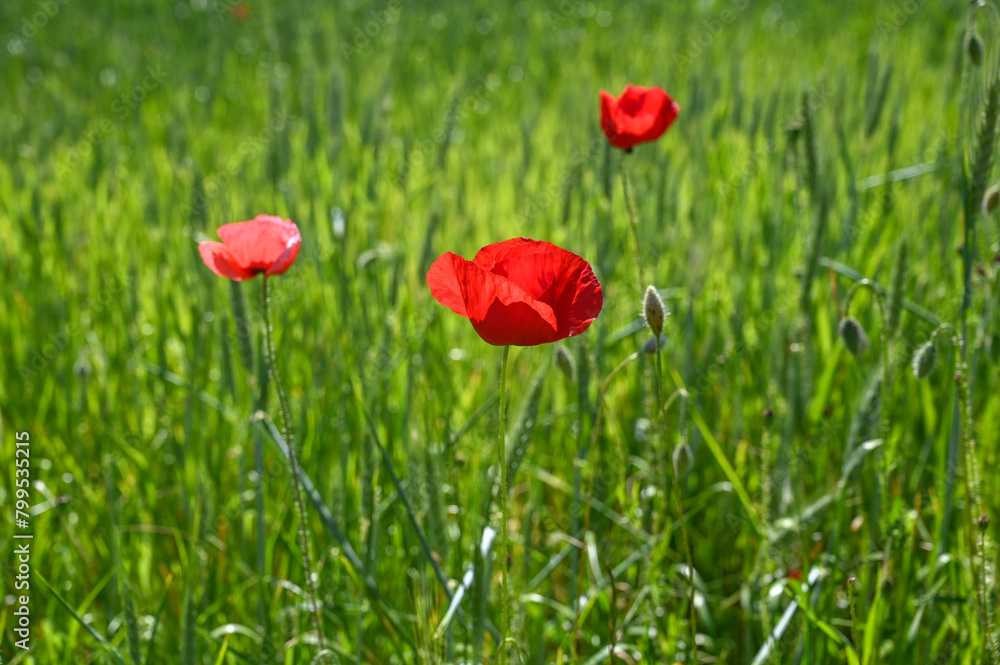 Red poppies blooming in the field in spring. Poppy flowers in nature. 