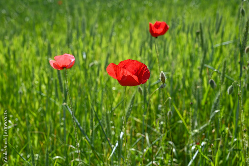 Red poppies blooming in the field in spring. Poppy flowers in nature. 