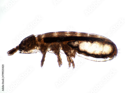 STK springtail, Collembola, side view photomicrograph, cECP 2024