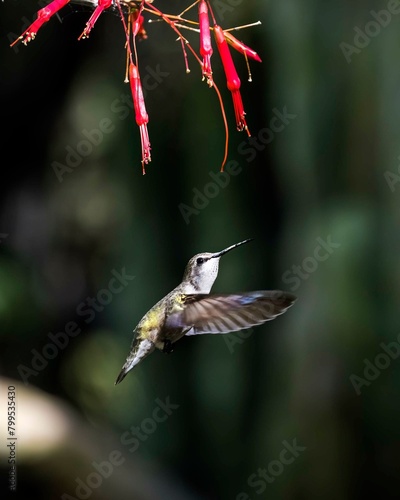 hummingbird in flight (ID: 799535430)