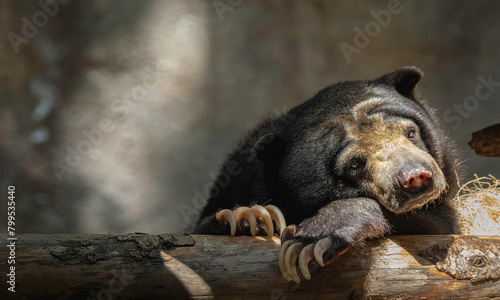 brown bear in zoo (ID: 799535440)
