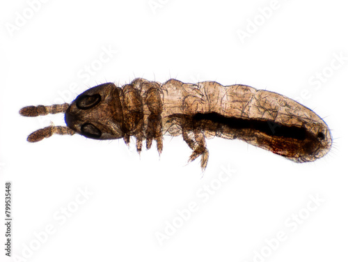 STK3 springtail, Collembola, dorsal view photomicrograph, cECP 2024