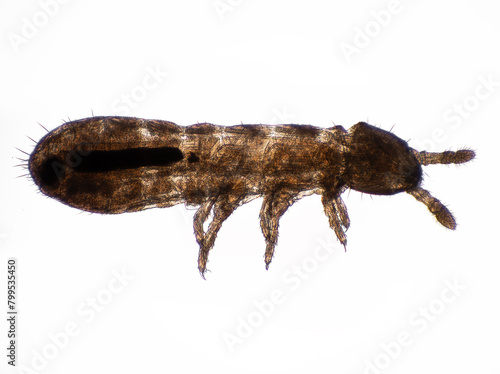 STK2 springtail, Collembola, 3/4 view photomicrograph, cECP 2024
