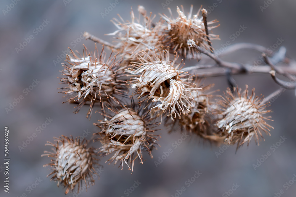 Dry inflorescences of burdock on a blurred background. Dry inflorescences of burdock on a blurred background.