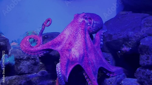 Wild octopus swimming in slow motion underwater. An octopus open arms slowly like dancing under water in the mediterranean sea. One octopus at the sea. Wild Octopuses.