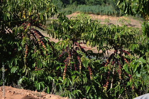 Coffee beans on a coffee tree on a plantation in the interior of Brazil