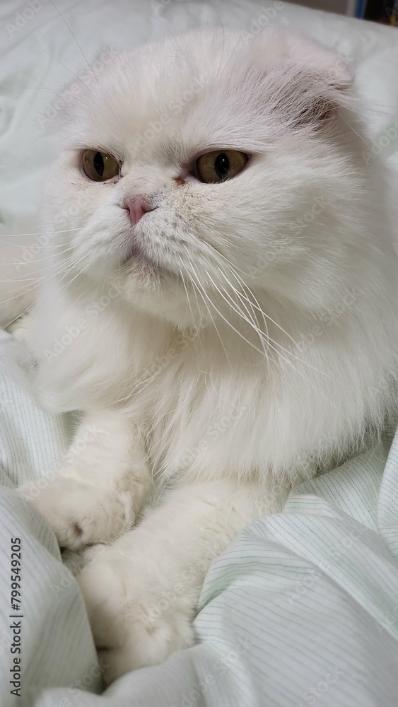 Cat resting on a white blanket (Scottish Folder)