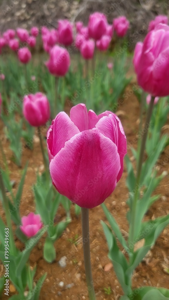 Tulips just blooming in a downtown park Tulips just blooming in a downtown park