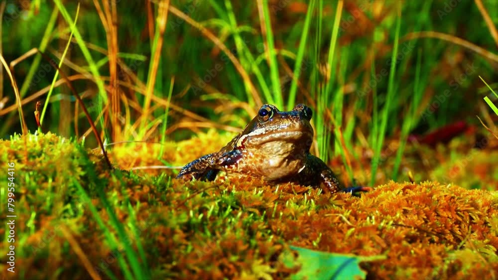 Side macro shot of European agile frog (Rana dalmatina) sitting on a tree log. Isolated on a blurred green background. Side macro shot of European agile frog (Rana dalmatina) sitting on a tree log. Isolated on a blurred green background.
