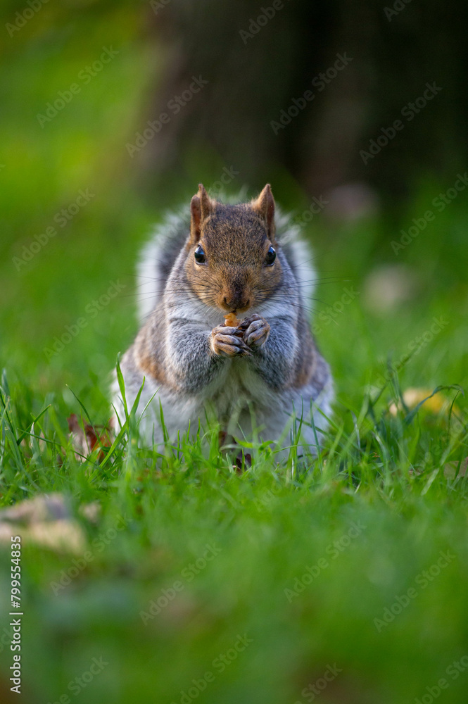 Squirrel, Bristol, UK Squirrel, Bristol, UK