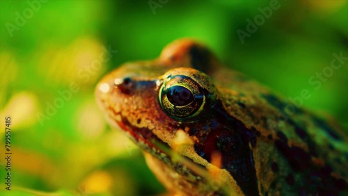 Frog crying. One European frog in water. Pelophylax lessonae calling with inflated vocal sac. Breeding male pool frog. Marsh Frog. Real time. Zoom in. photo