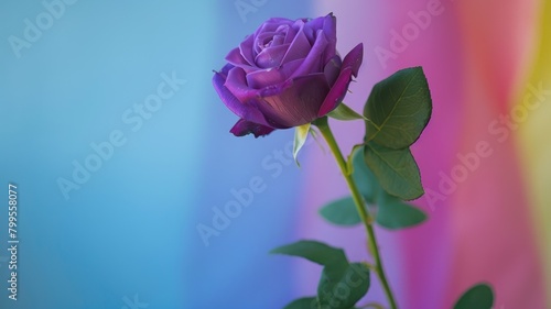 Purple rose against colorful gradient background