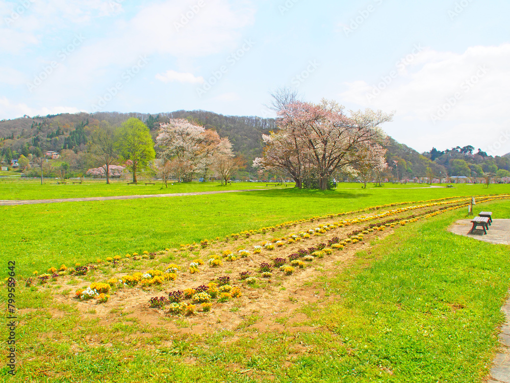 Fototapeta premium April 17, 2024 Iwate Prefecture Kitakami Tenshochi, cherry blossom in full bloom
