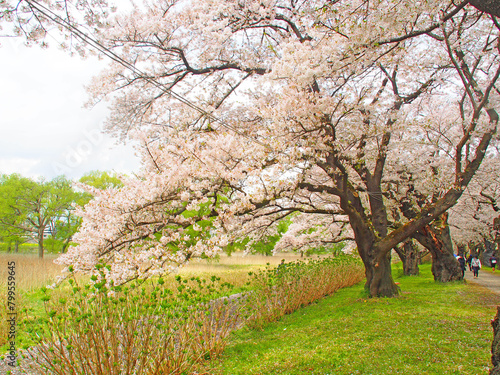 April 17, 2024 Iwate Prefecture Kitakami Tenshochi, cherry blossom in full bloom photo