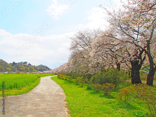 Fototapeta Naklejka Na Ścianę i Meble -  April 17, 2024 Iwate Prefecture Kitakami Tenshochi, cherry blossom in full bloom