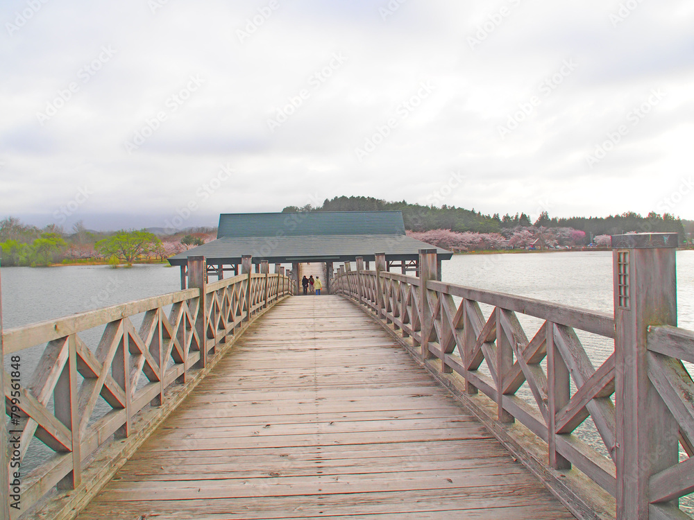 Obraz premium April 18, 2024 Tsurunomai Bridge, Aomori Prefecture