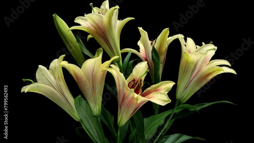 Time-lapse of stargazer lily flowers blooming