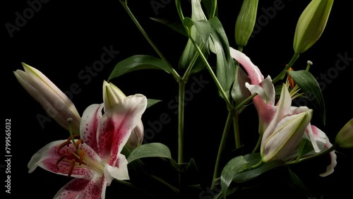Time-lapse of stargazer lily flowers blooming