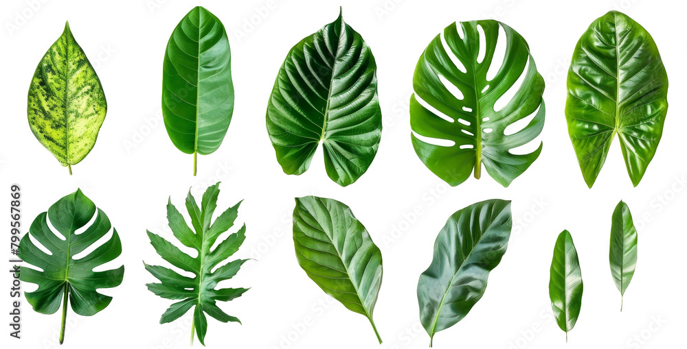 Set of tropical green leaves Set of tropical green leaves