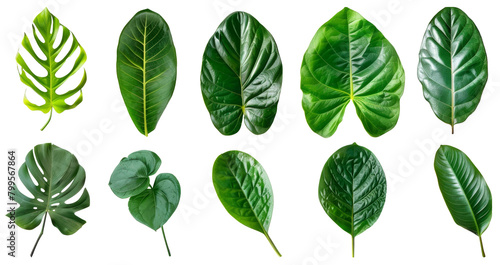 Set of tropical green leaves
