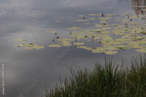 Serene lake at dusk with lily pads and tall grass in the foreground