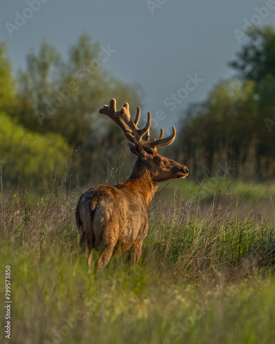 A tule elk in the San Joaquin Valley of California. photo